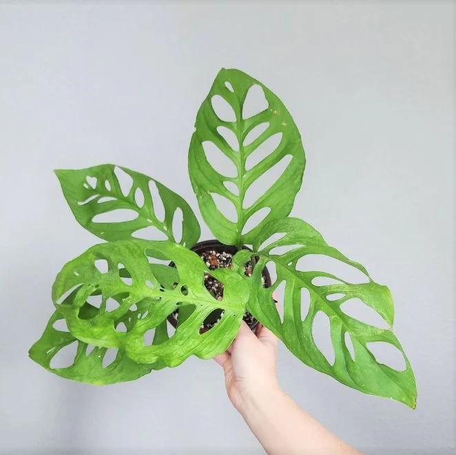 مونسترا اسکلتی